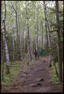 Great Head birch forest